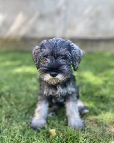 Patuljasti naucer Miniature Schnauzer